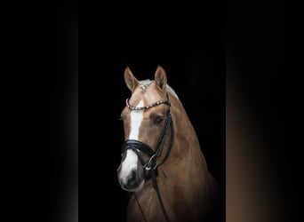 Duitse rijpony, Hengst, 6 Jaar, 147 cm, Palomino