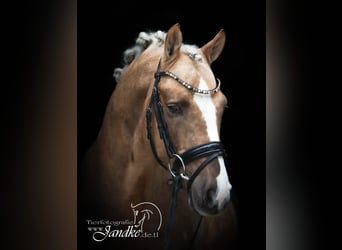 Duitse rijpony, Hengst, 6 Jaar, 147 cm, Palomino