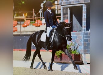 Duitse rijpony, Hengst, 6 Jaar, 147 cm, Zwart