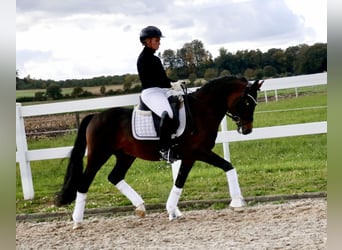 Duitse rijpony, Hengst, 6 Jaar, 148 cm, Bruin