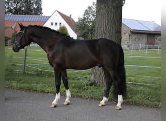 Duitse rijpony, Hengst, 6 Jaar, 148 cm, Bruin