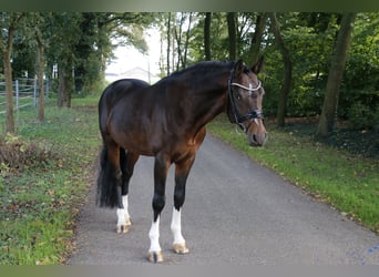 Duitse rijpony, Hengst, 6 Jaar, 148 cm, Bruin