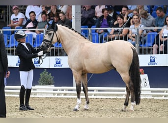 Duitse rijpony, Hengst, 6 Jaar, 148 cm, Buckskin