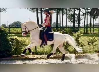 Duitse rijpony, Hengst, 6 Jaar, 148 cm, Cremello