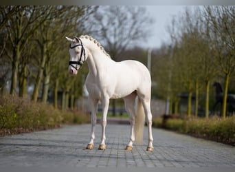 Duitse rijpony, Hengst, 6 Jaar, 148 cm, Cremello