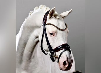 Duitse rijpony, Hengst, 6 Jaar, 148 cm, Cremello