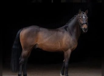 Duitse rijpony, Hengst, 8 Jaar, 147 cm, Donkerbruin