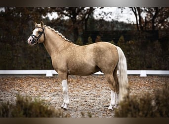 Duitse rijpony, Hengst, 9 Jaar, 145 cm, Palomino