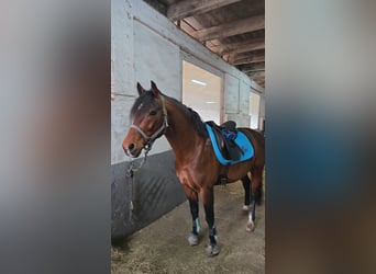 Duitse rijpony, Hengst, 9 Jaar, 149 cm, Bruin