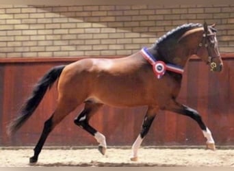 Duitse rijpony, Hengst, 22 Jaar, 147 cm, Bruin