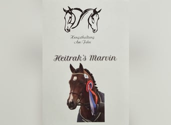 Duitse rijpony, Hengst, 22 Jaar, 147 cm, Bruin