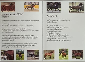 Duitse rijpony, Hengst, 22 Jaar, 147 cm, Bruin