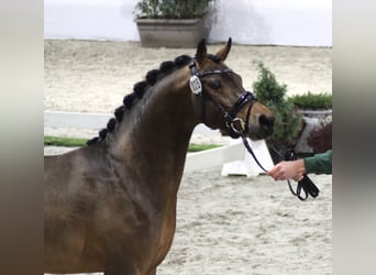 Duitse rijpony, Hengst, 4 Jaar, 145 cm, Bruin