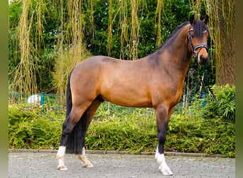 Duitse rijpony, Hengst, 4 Jaar, 145 cm, Bruin