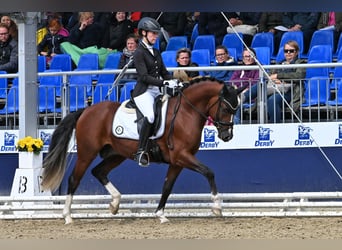 Duitse rijpony, Hengst, 4 Jaar, 147 cm, Bruin