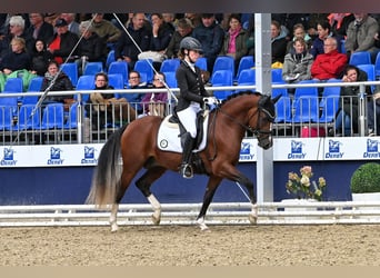 Duitse rijpony, Hengst, 4 Jaar, 147 cm, Bruin