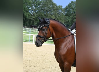 Duitse rijpony, Hengst, 4 Jaar, 147 cm, Bruin