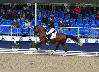 Duitse rijpony, Hengst, 4 Jaar, 147 cm, Bruin