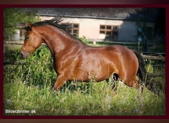 Duitse rijpony, Hengst, 17 Jaar, 148 cm, Bruin