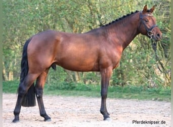 Duitse rijpony, Hengst, 17 Jaar, 148 cm, Bruin