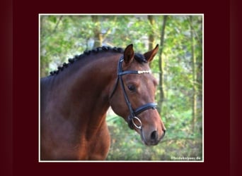 Duitse rijpony, Hengst, 17 Jaar, 148 cm, Bruin