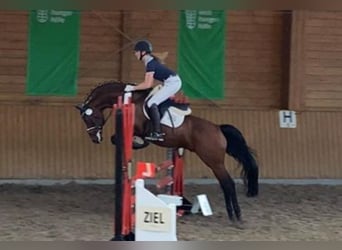 Duitse rijpony, Hengst, 17 Jaar, 148 cm, Bruin