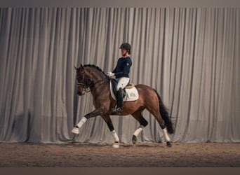 Duitse rijpony, Hengst, 17 Jaar, 148 cm, Bruin