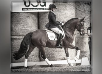 Duitse rijpony, Hengst, 17 Jaar, 148 cm, Bruin