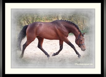 Duitse rijpony, Hengst, 17 Jaar, 148 cm, Bruin