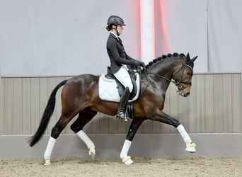 Duitse rijpony, Hengst, 5 Jaar, 148 cm, Bruin