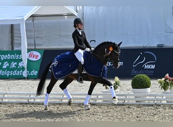 Duitse rijpony, Hengst, 5 Jaar, 148 cm, Bruin