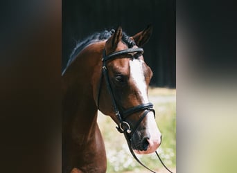 Duitse rijpony, Hengst, 27 Jaar, 148 cm, Bruin