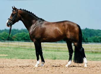 Duitse rijpony, Hengst, 27 Jaar, 148 cm, Bruin