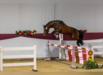 Duitse rijpony, Hengst, 8 Jaar, 145 cm, Bruin