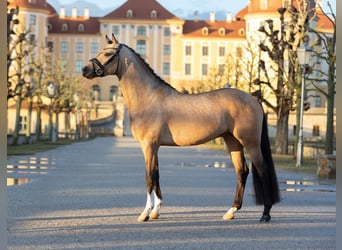 Duitse rijpony, Hengst, 4 Jaar, 146 cm, Buckskin