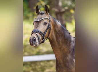 Duitse rijpony, Hengst, 3 Jaar, 146 cm, Buckskin