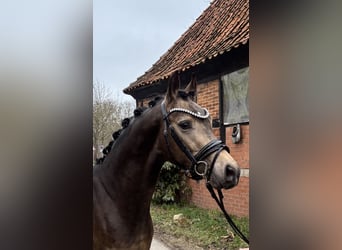 Duitse rijpony, Hengst, 3 Jaar, 146 cm, Buckskin