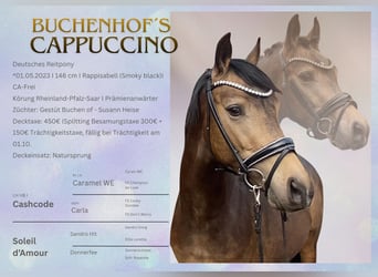 Duitse rijpony, Hengst, 3 Jaar, 146 cm, Buckskin