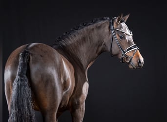 Duitse rijpony, Hengst, 3 Jaar, 145 cm, Donkerbruin