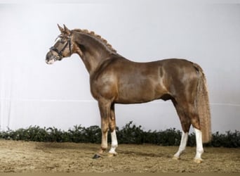 Duitse rijpony, Hengst, 16 Jaar, 148 cm, Donkere-vos