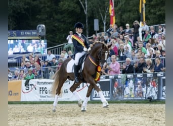 Duitse rijpony, Hengst, 16 Jaar, 148 cm, Donkere-vos