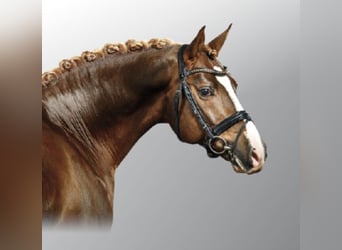 Duitse rijpony, Hengst, 16 Jaar, 148 cm, Donkere-vos