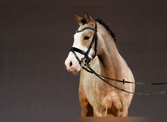 Duitse rijpony, Hengst, 3 Jaar, 146 cm, Falbe