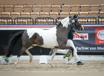 Duitse rijpony, Hengst, 5 Jaar, 152 cm, Gevlekt-paard