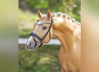 Duitse rijpony, Hengst, 3 Jaar, 146 cm, Palomino