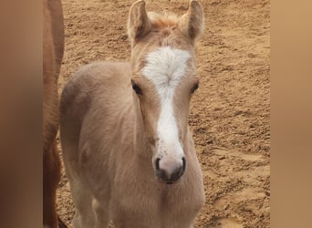 Duitse rijpony, Hengst, 7 Jaar, 144 cm, Palomino