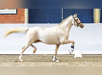 Duitse rijpony, Hengst, 4 Jaar, 147 cm, Palomino