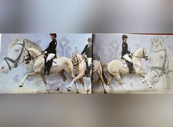 Duitse rijpony, Hengst, 9 Jaar, 144 cm, Perlino