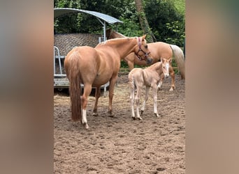 Duitse rijpony, Hengst, veulen (04/2024), 102 cm, Palomino