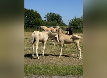 Duitse rijpony, Hengst, veulen (04/2024), 102 cm, Palomino